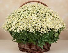 Цветочная композиция из Ромашки в корзине #REPLACE_PRED# Бородинский Тульская область