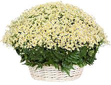 Цветочная композиция из Ромашки в корзине #REPLACE_PRED# Бородинский Тульская область